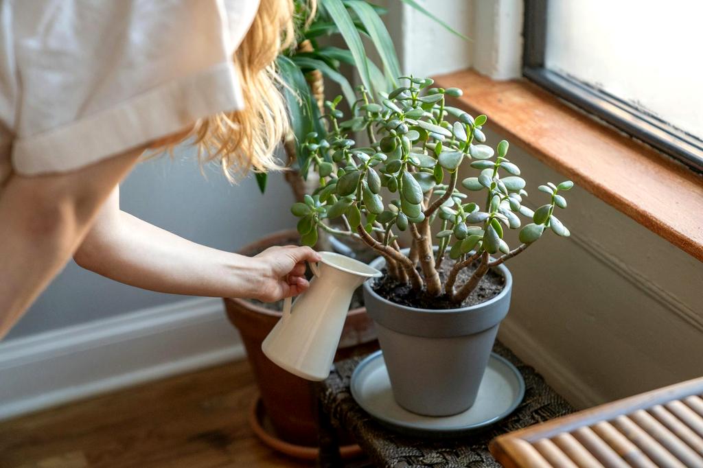 Crassula ovata con foglie tondeggianti