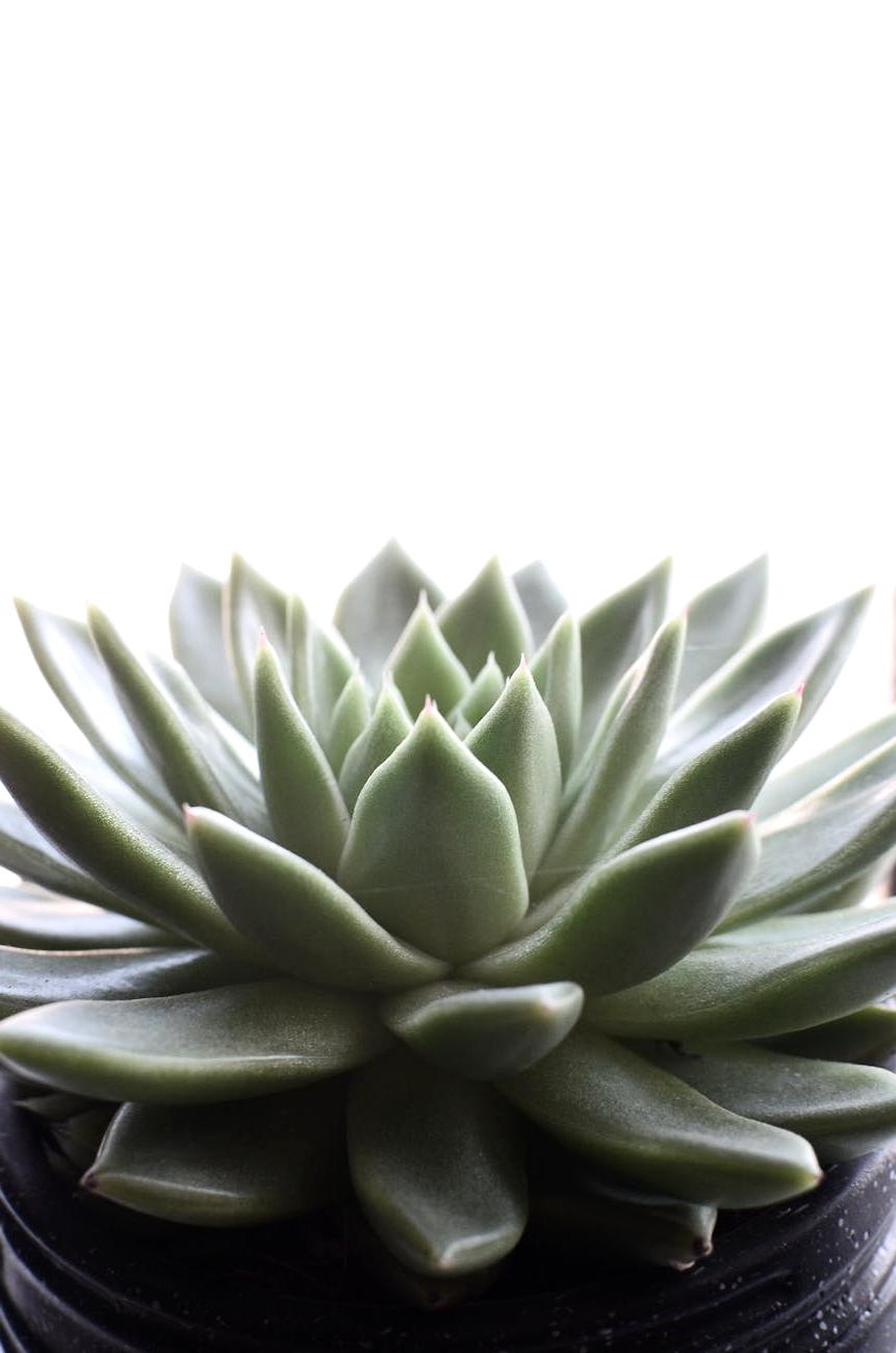 Echeveria elegans a forma di rosa