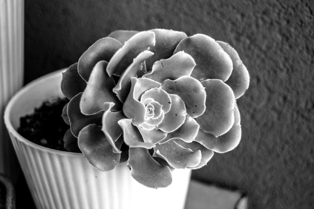 Sedum burrito con foglie pendenti